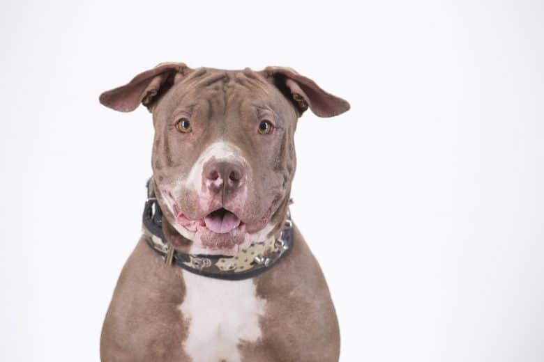 Ein Pitbull-Hund mit seinen natürlichen Ohren