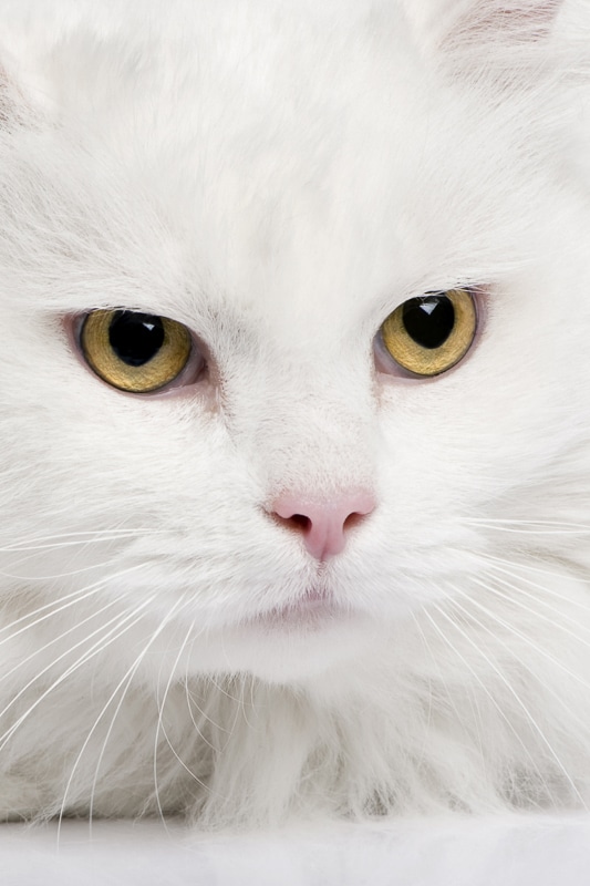 weiße Katze mit gelben Augen