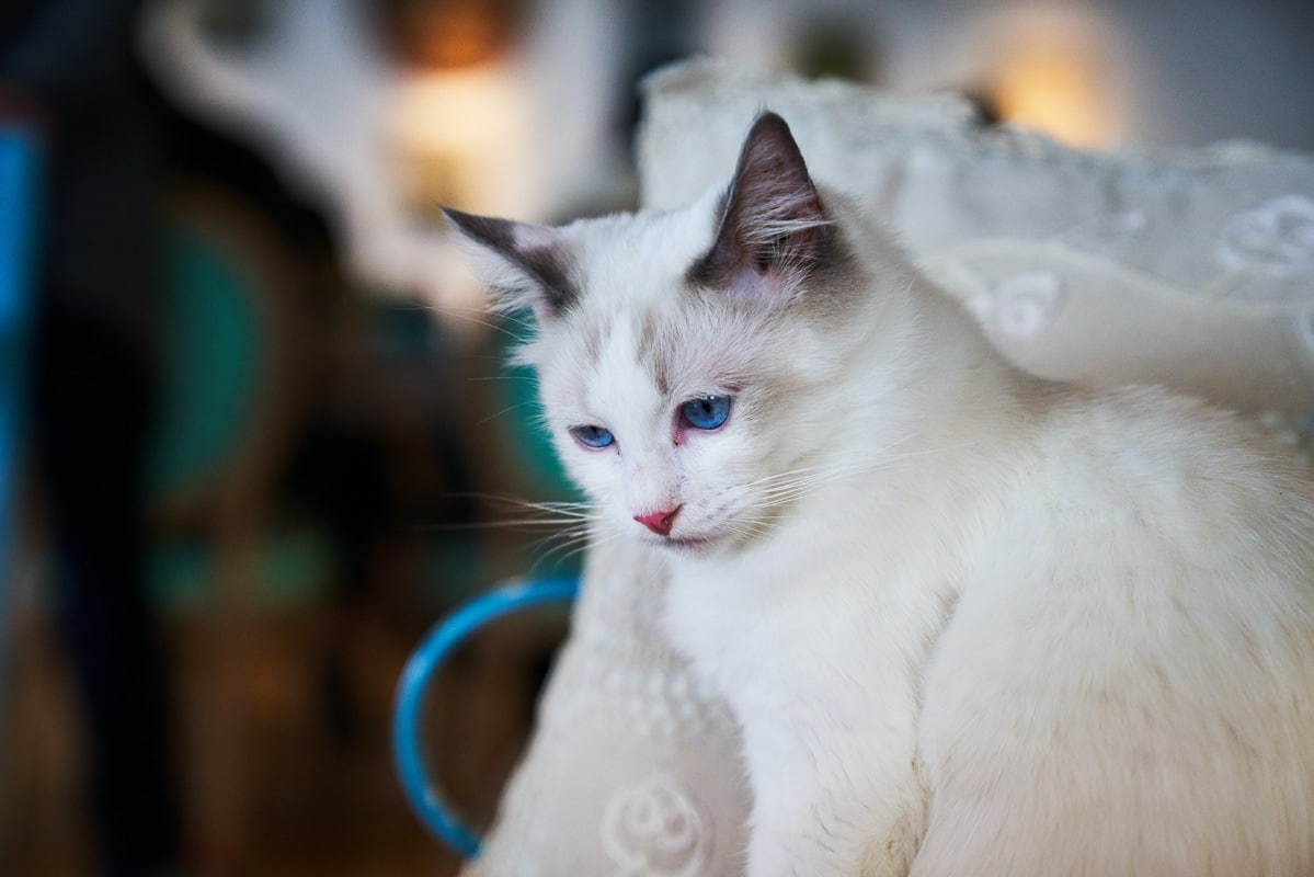weiße Katze mit blauen Augen und dunklen Ohren
