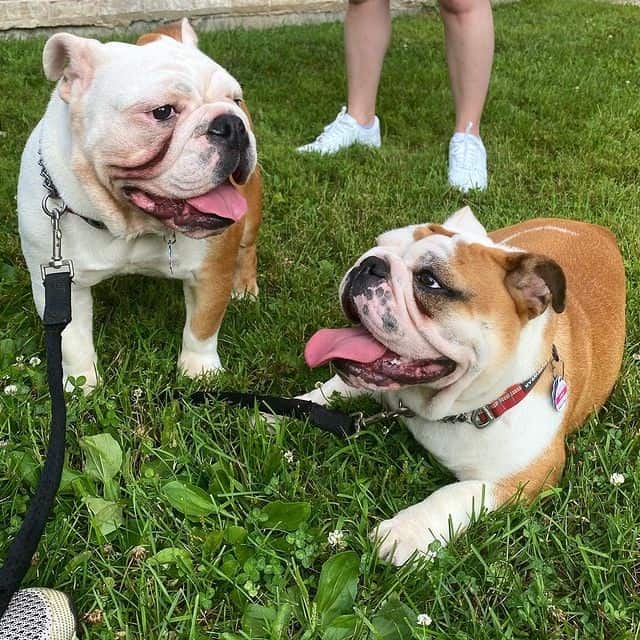 Zwei englische Bulldoggen in einem Park