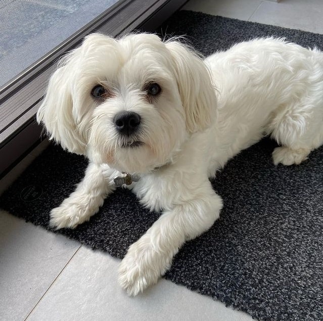 Ein maltesischer Hund liegt auf einem Teppich
