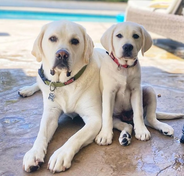 Zwei Labrador Retriever Hunde; Ein Erwachsener und ein Welpe