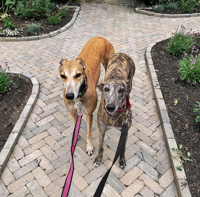 Zwei angeleinte Windhunde in einem Garten