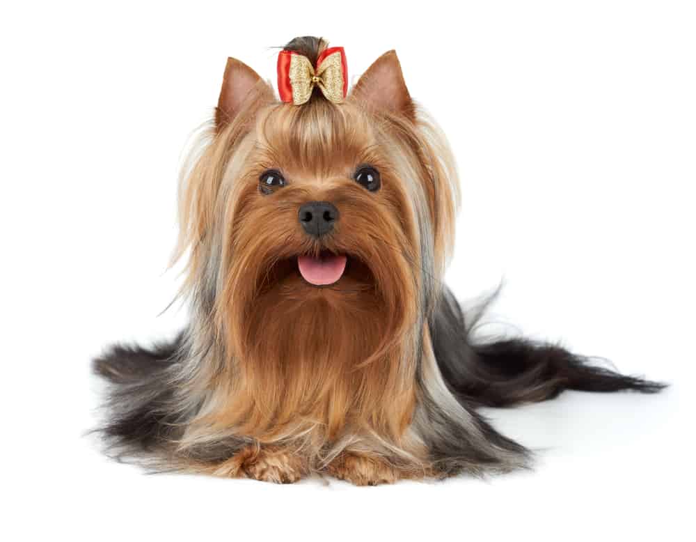A Yorkshire Terrier wearing a bow