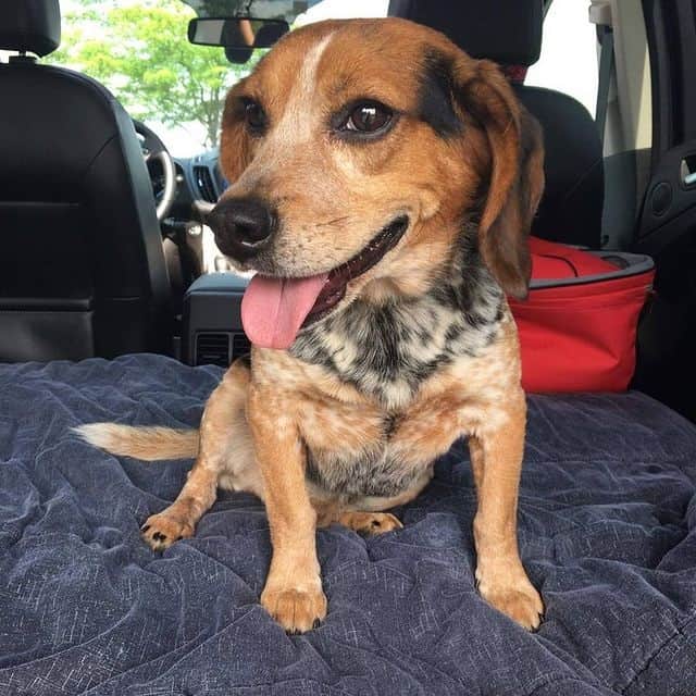 Ein lächelnder Beagle sitzt in einem Auto