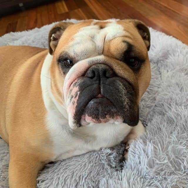 Eine englische Bulldogge liegt auf dem Bauch auf einem Teppich