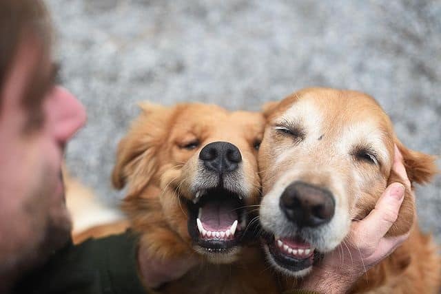Ein Golden Retriever mit einem anderen Hund und einem Menschen