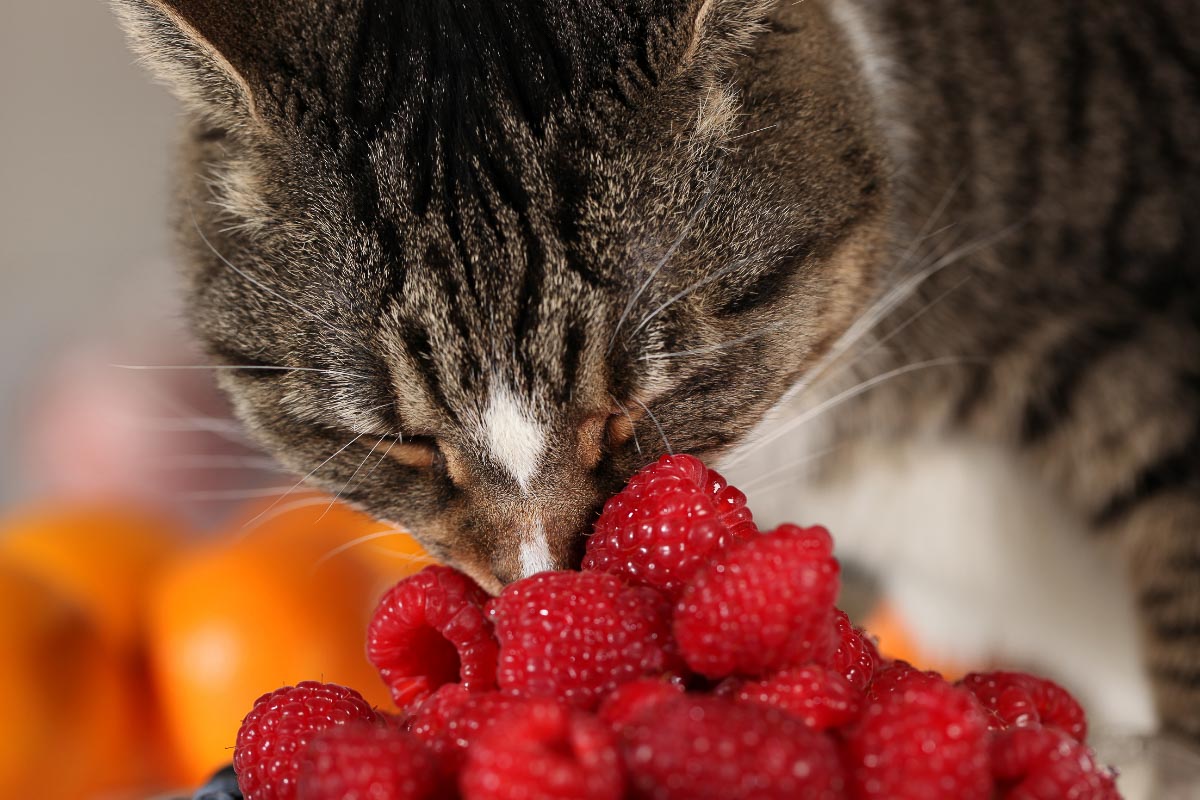 Katze mit Nase im Haufen Himbeeren können Katzen Himbeeren essen