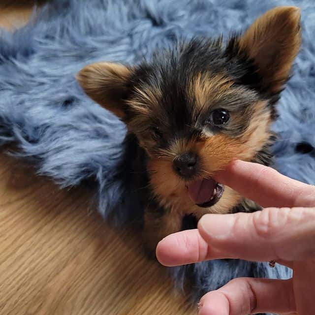 Ein Yorkshire Terrier Welpe, der am Finger seines Besitzers kaut