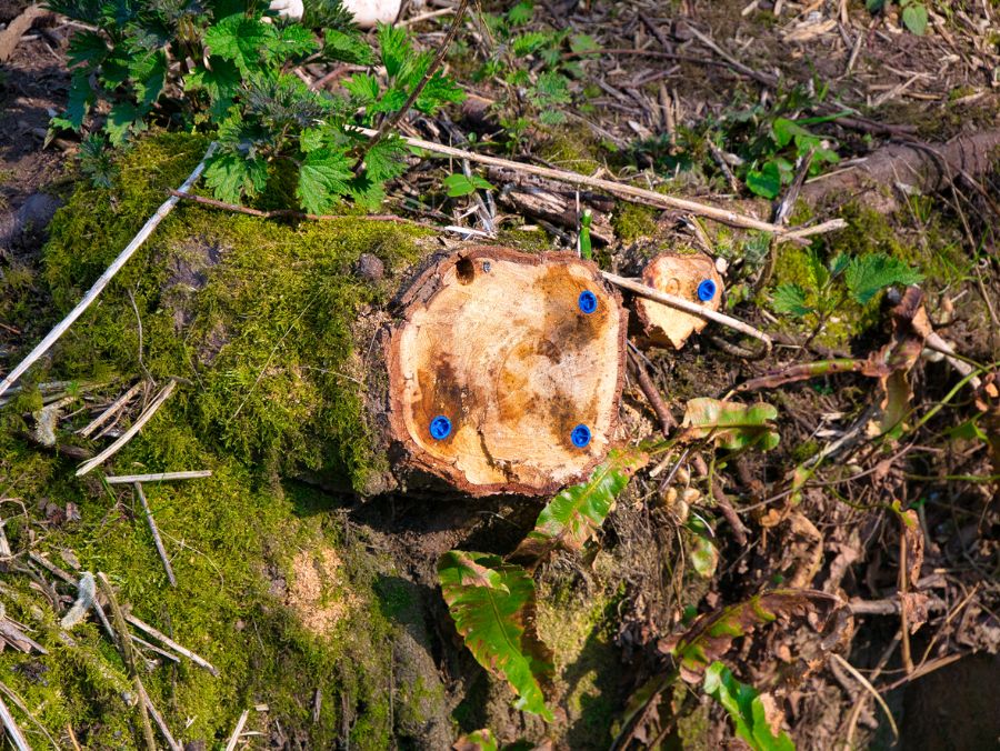 Gefällter Baum mit blauen Pfropfen aus Glyphosat, um Holz zu töten