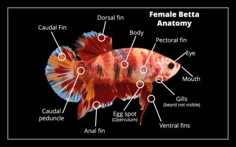Weibliche Betta-Fisch-Anatomie – Alles, was Sie wissen müssen