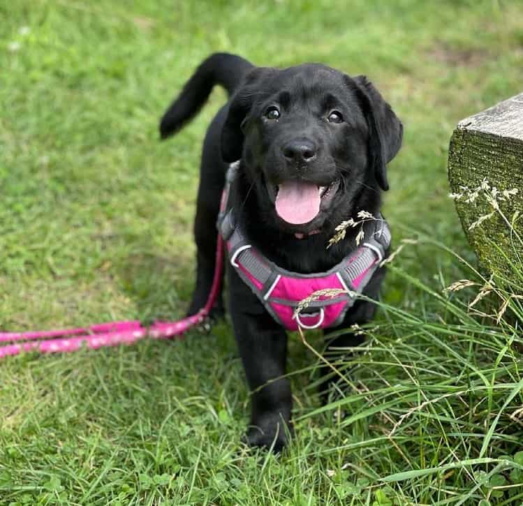 Ein schwarzer Labrador Retriever Welpe an der rosa Leine, der auf dem Gras steht und lächelt