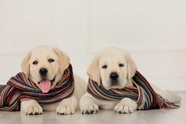 Zwei süße Labrador Retriever Welpen tragen ihre Schals