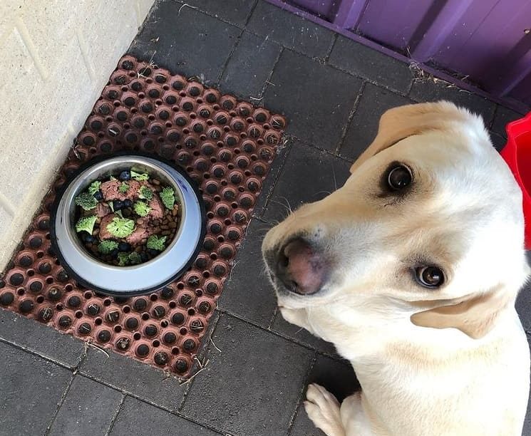 Ein Labrador Retriever Hund neben seinem Futter, schaut nach oben, als ob er auf die Essenszeit warten würde