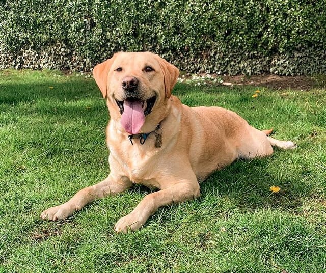 Ein gelber Labrador Retriever Hund liegt im Gras und lächelt mit herausgestreckter Zunge