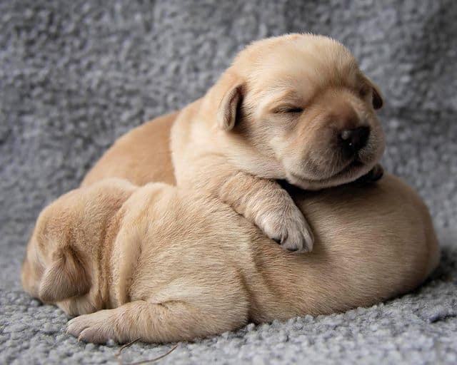 Zwei schlafende neugeborene Labrador Retriever