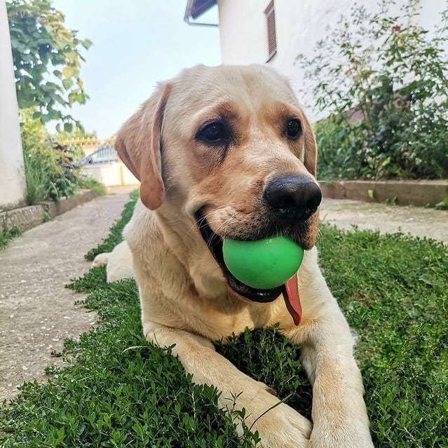 Ein gelber Labrador Retriever Hund liegt im Gras und hat einen grünen Spielzeugball im Maul