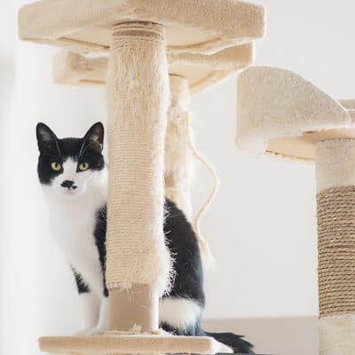 schwarz-weiße Katze und weißer Kratzbaumschlüssel zur Pflege von Katzen