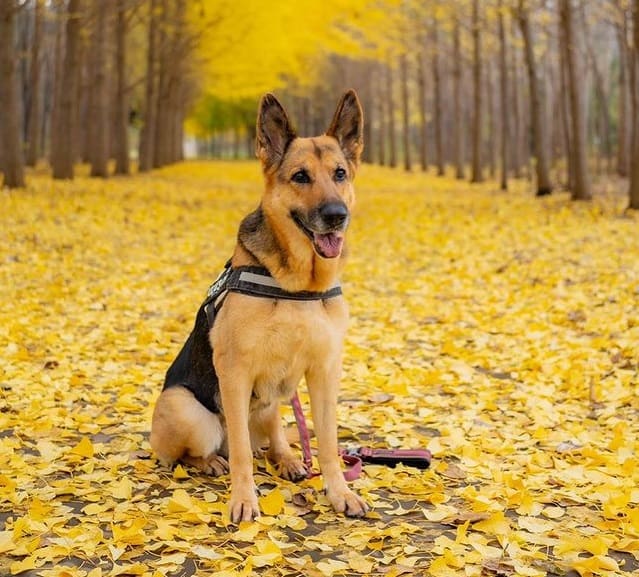 Ein Deutscher Schäferhund umgeben von gelb gefallenen Blättern