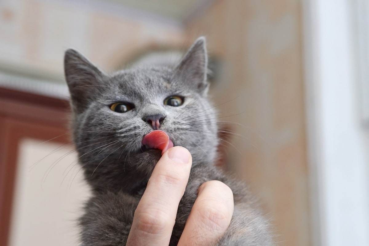 Graues Kätzchen leckt menschlichen Finger
