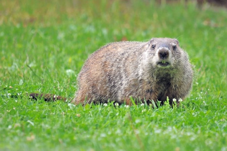 6 Easy Ways to Get Groundhogs Out From Under Your Shed