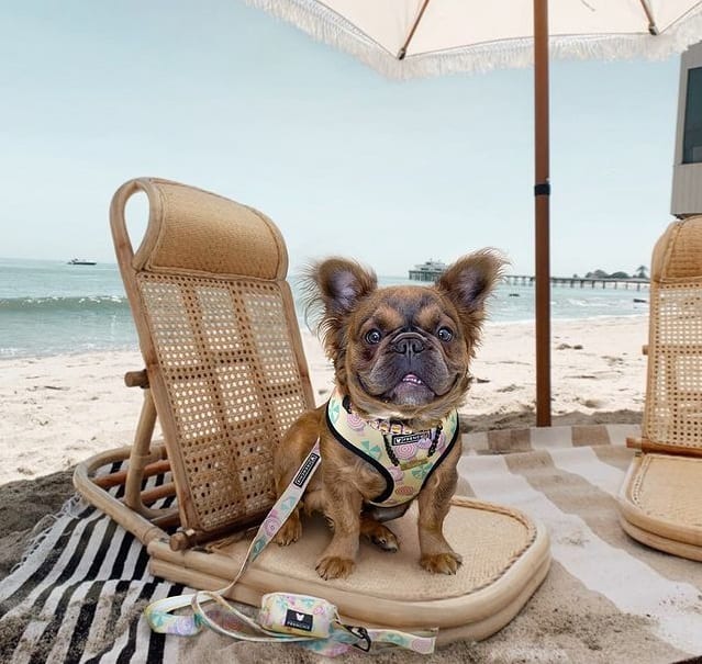 Eine flauschige französische Bulldogge am Strand, die sich im Schatten ausruht 