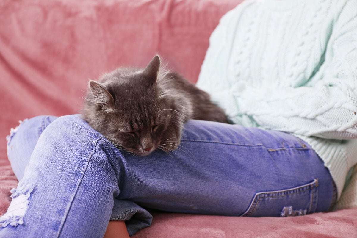 Graue faule Katze schläft auf den Knien der Frau im Zimmer