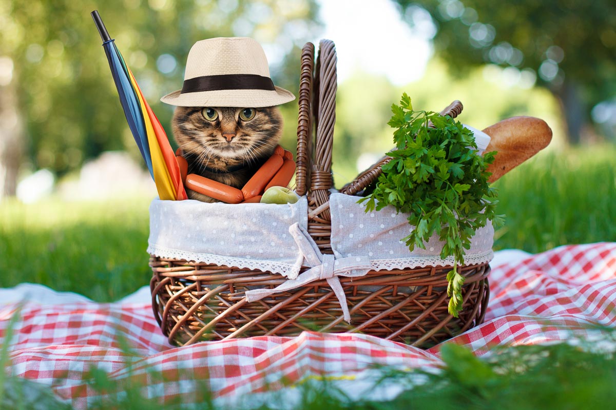 Katze im Picknickkorb mit Futter