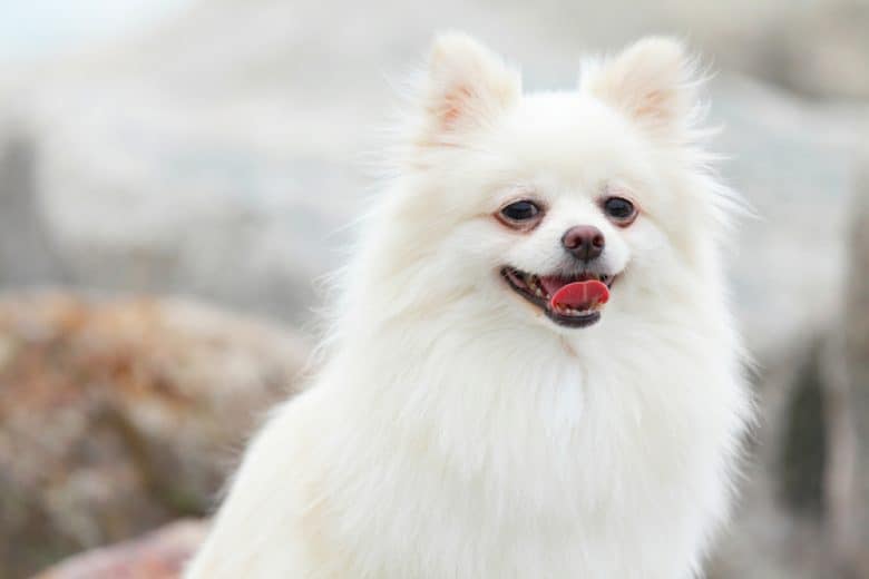 Ein weißer pommerscher Hund lächelt mit herausgestreckter Zunge