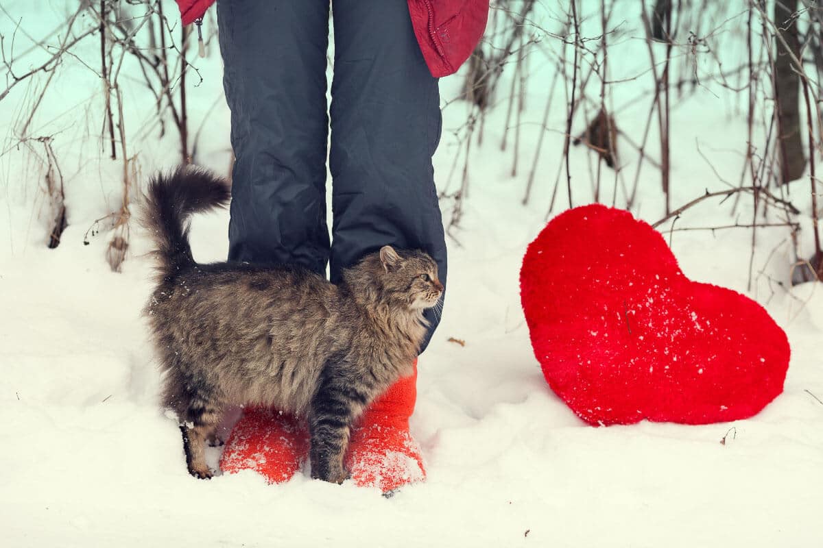 Tabby Katze gegen die Beine der Person im Schnee mit