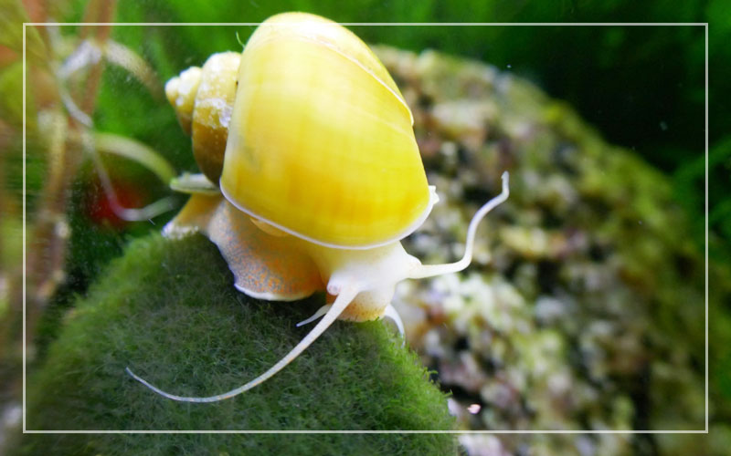 Mystery Snail – Artenprofil & Pflegeratgeber