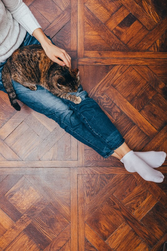 Tabby Katze auf Frauenbeinen in Jeans auf Holzboden