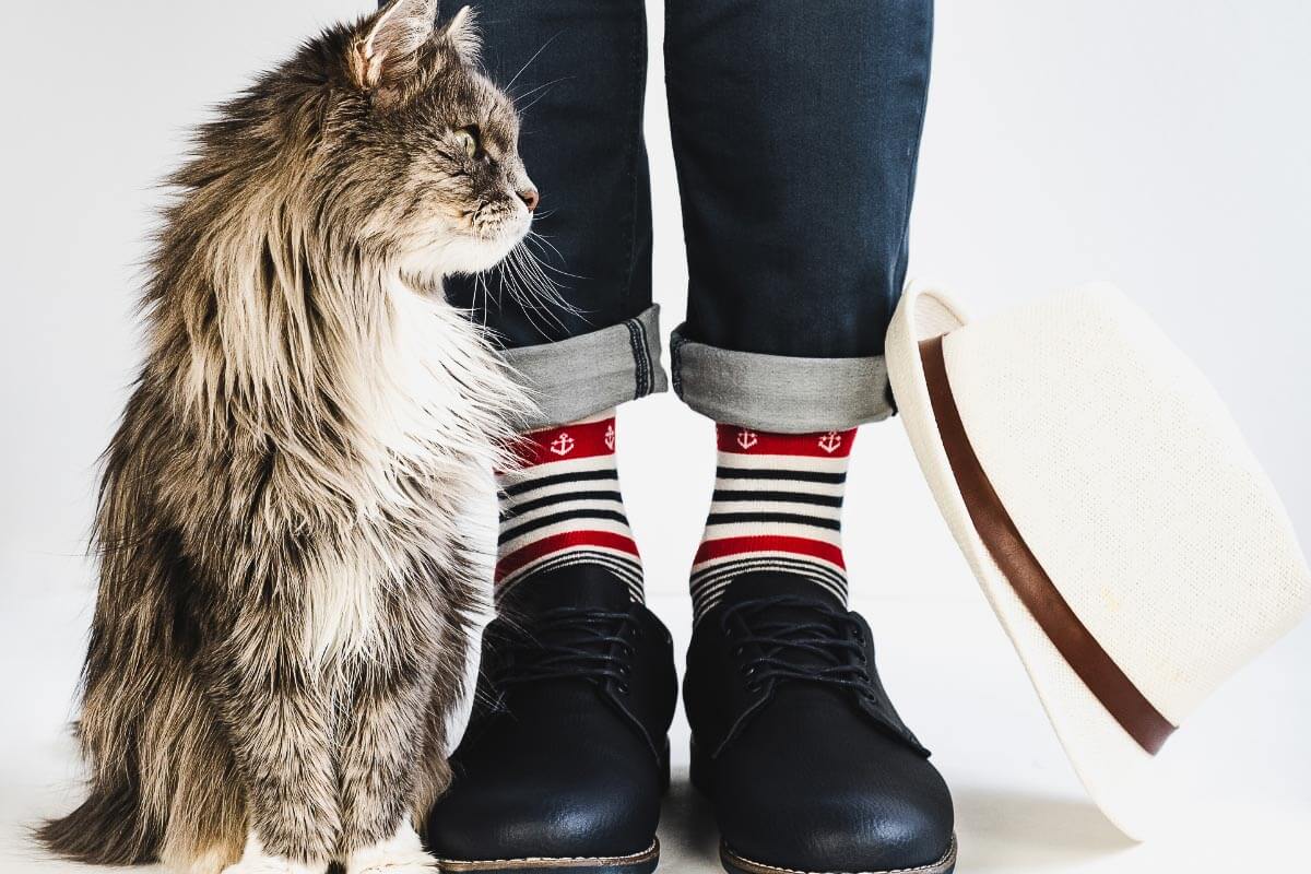 Graue Katze gegen Beine in Jeans und gestreiften Socken