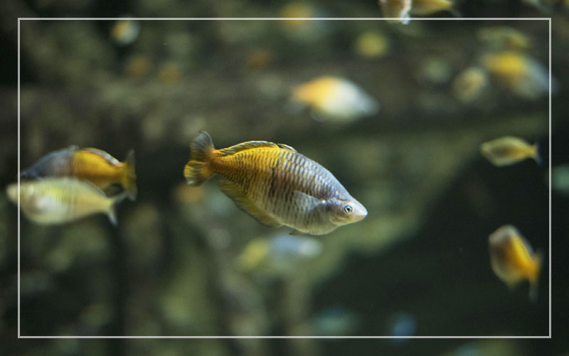10 Rainbowfish Tank Mates – Liste kompatibler Arten