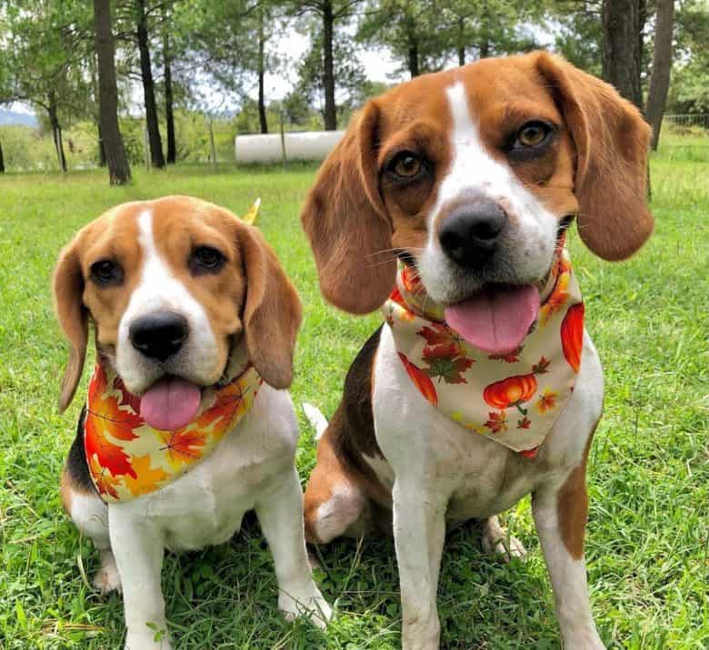 Beagles tragen Bandana
