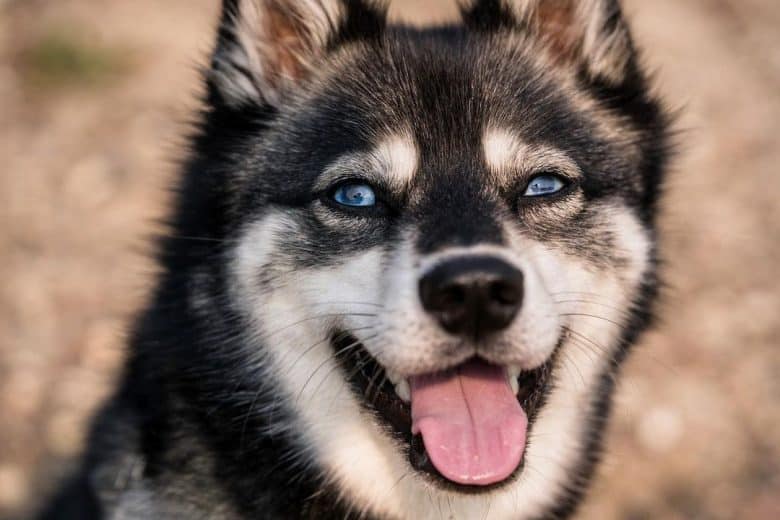 Porträt von Alaskan Klee Kai Hund