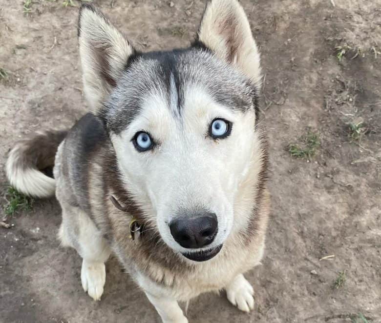 Siberian Husky mit schönen blauen Augen