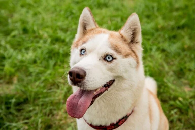 12 schöne Hunderassen mit blauen Augen, die Sie in Ehrfurcht versetzen werden