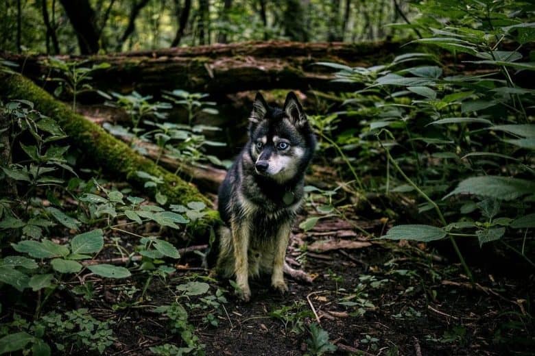 Alaskan Klee Kai erkundet den Wald