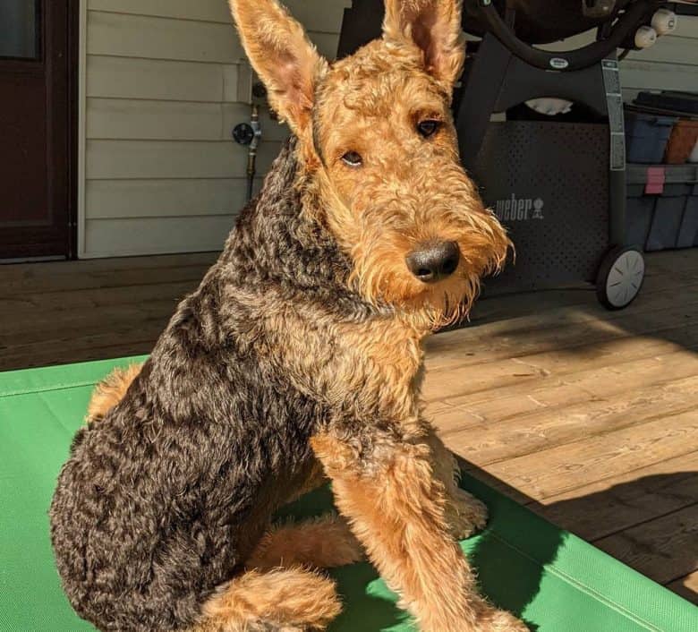 Airedale Terrier beim morgendlichen Sonnenbaden