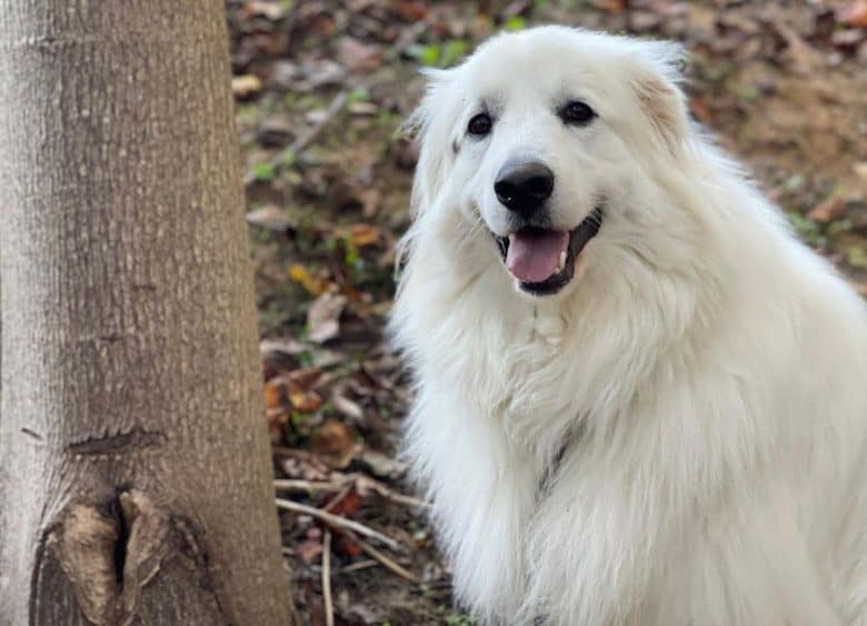 Porträt eines weißen Hundes aus den Großen Pyrenäen