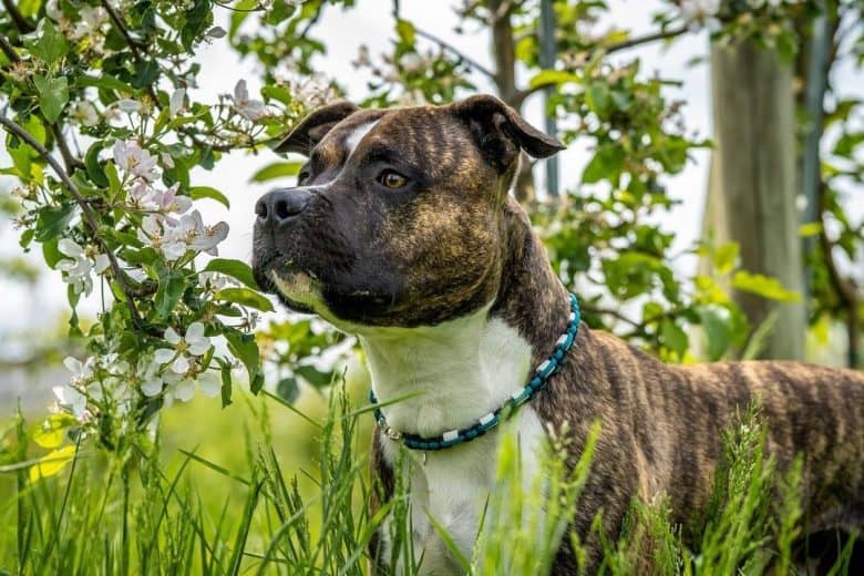 American Staffordshire Terrier in der Ferne im Gebüsch