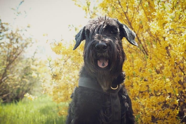 Ein Riesenschnauzerhund sitzt auf einem Herbstfeld