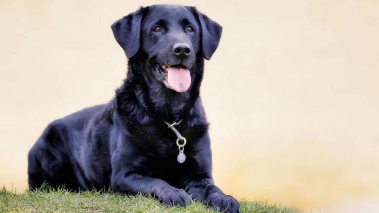 18 beliebte schwarze Hunderassen, die Sie sicherlich lieben werden