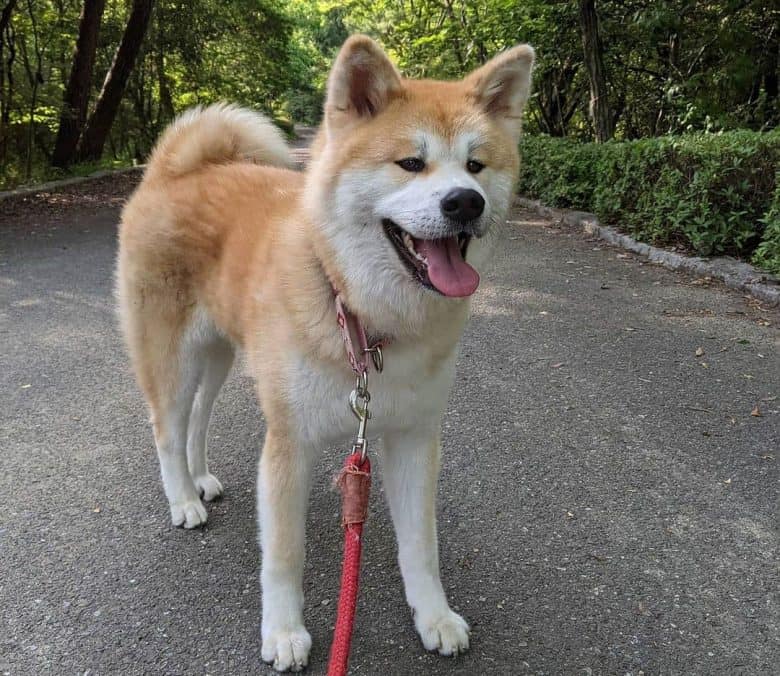 Akita keucht von einem Spaziergang