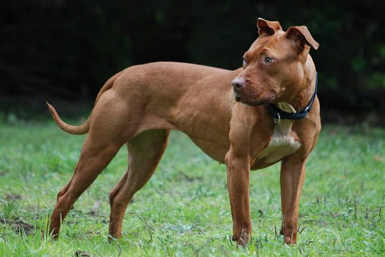 American Pitbull Terrier Hund im Gras
