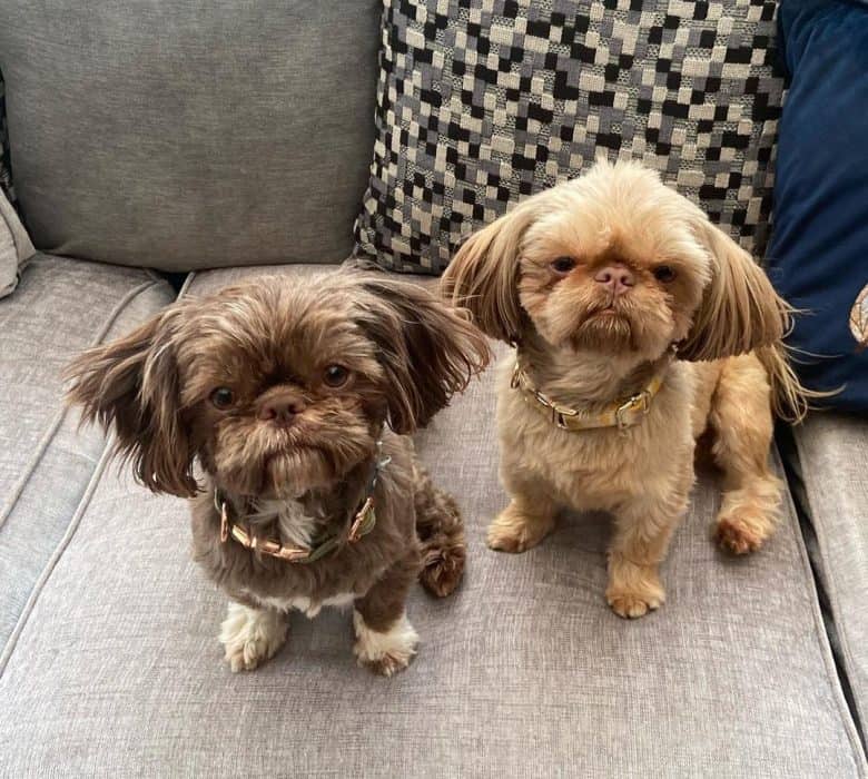 Zwei entzückende Shih Tzu Hunde
