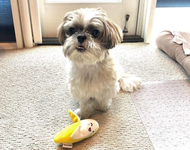 Shih Tzu Hund bewacht sein Bananenspielzeug