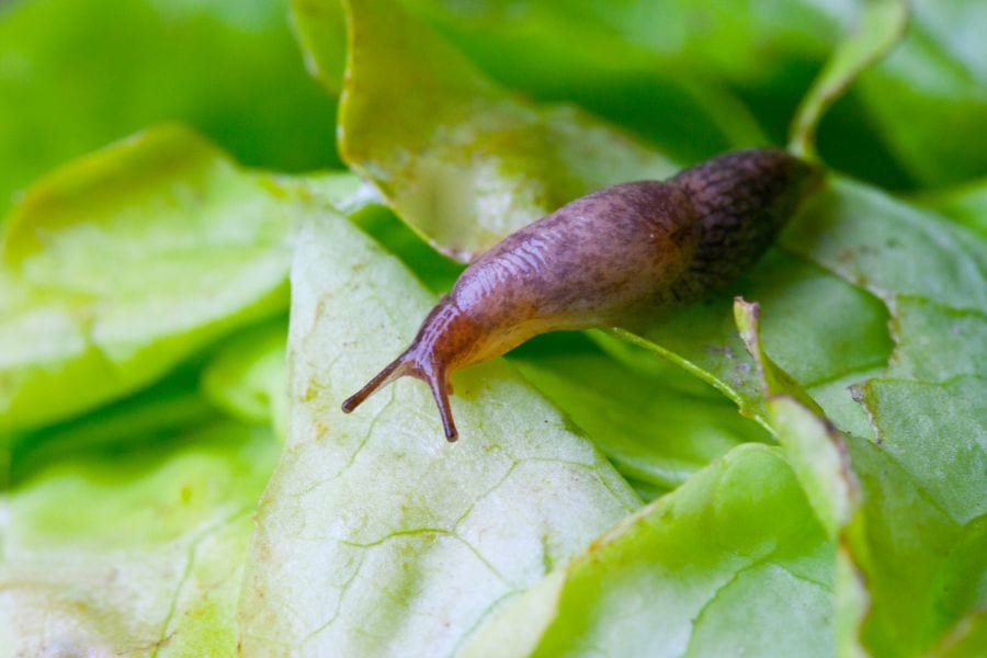Where Do Slugs Live? (And How to Control Them)