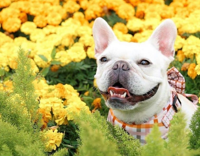 Atemberaubende französische Bulldogge in einer wunderschönen Blumenblume
